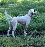 Bell, a female English Setter for sale in Hattiesburg, MS – 2 of 3