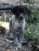 Rugar, a male German Shorthaired Pointer for sale in Hattiesburg, MS – 1 of 9