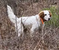 Bell, a female English Setter for sale in Hattiesburg, MS – 3 of 3
