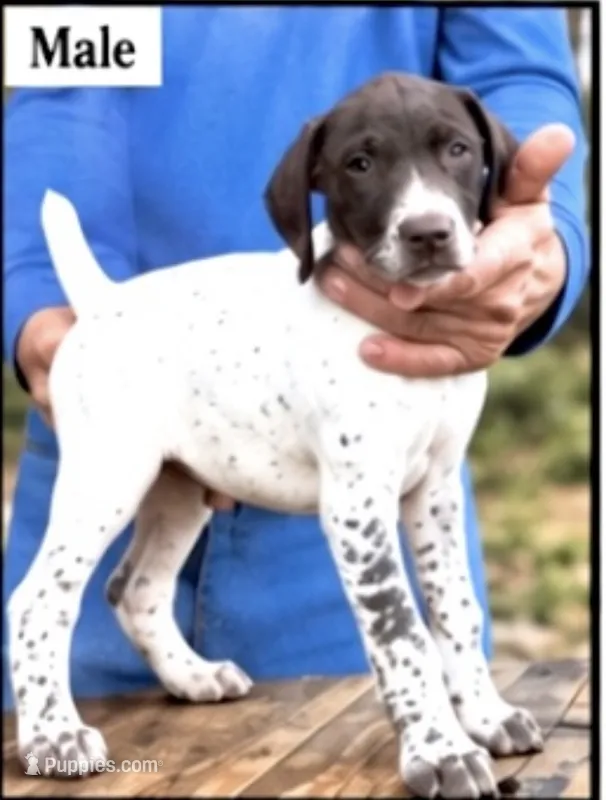 Bob  – German Shorthaired Pointer puppy for sale in Hattiesburg, MS