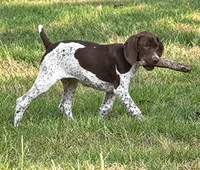 Sue , a female German Shorthaired Pointer for sale in Hattiesburg, MS – 3 of 6