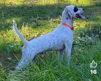 Smokey, a male English Setter for sale in Hattiesburg, MS – 3 of 5