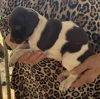 Sue, a female German Shorthaired Pointer for sale in Hattiesburg, MS – 2 of 6