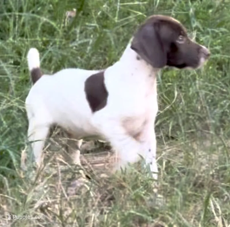Rowdy – German Shorthaired Pointer puppy for sale in Hattiesburg, MS
