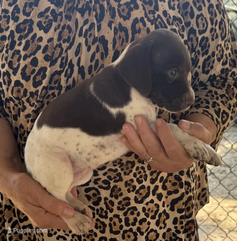 Sue – German Shorthaired Pointer puppy for sale in Hattiesburg, MS