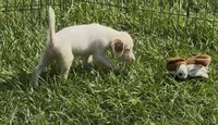 Bell, a female English Setter for sale in Hattiesburg, MS – 1 of 3