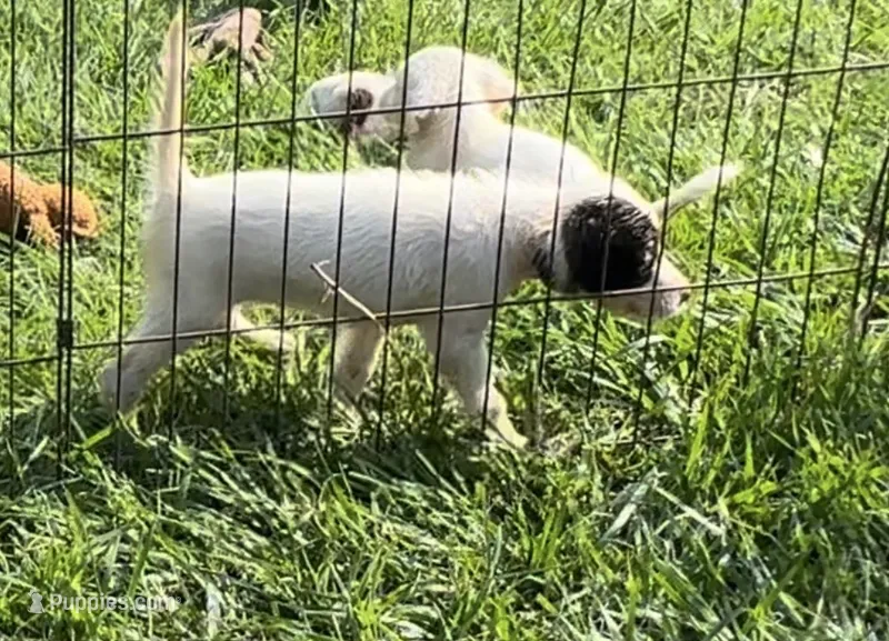 Ace – English Setter puppy for sale in Hattiesburg, MS