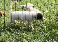 Ace, a male English Setter for sale in Hattiesburg, MS – 1 of 3