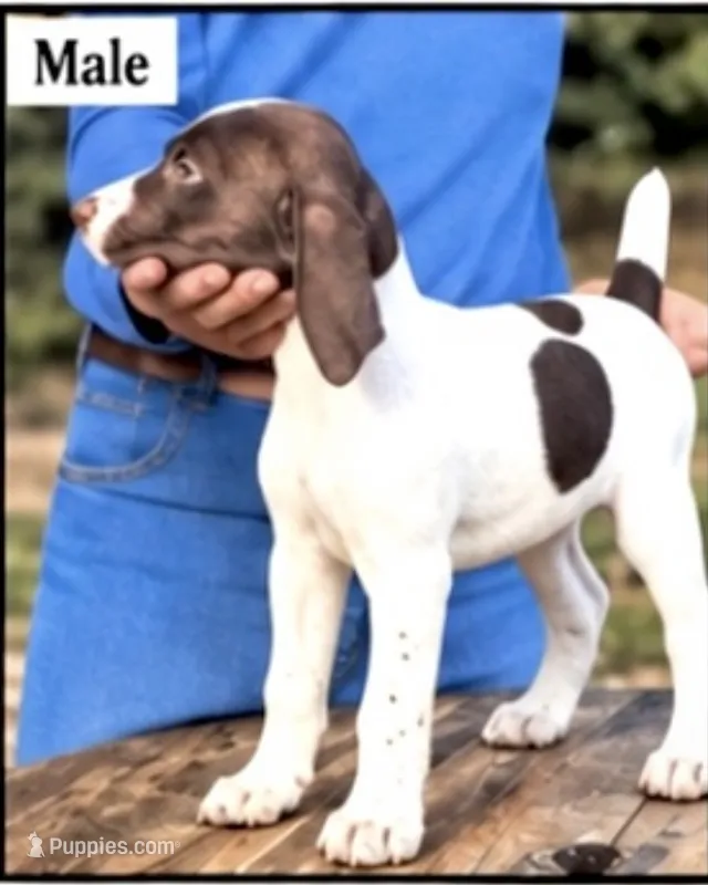 Rowdy – German Shorthaired Pointer puppy for sale in Hattiesburg, MS