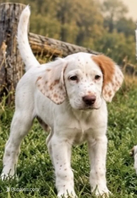 Ace – English Setter puppy for sale in Hattiesburg, MS