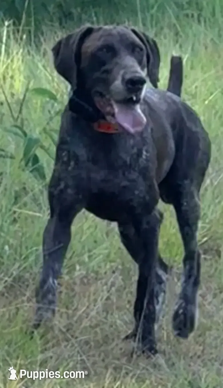 Rugar, a male German Shorthaired Pointer for sale in Hattiesburg, MS – 3 of 9
