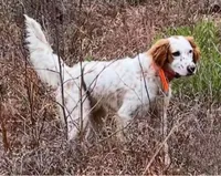 Snowball, a female English Setter for sale in Hattiesburg, MS – 2 of 5