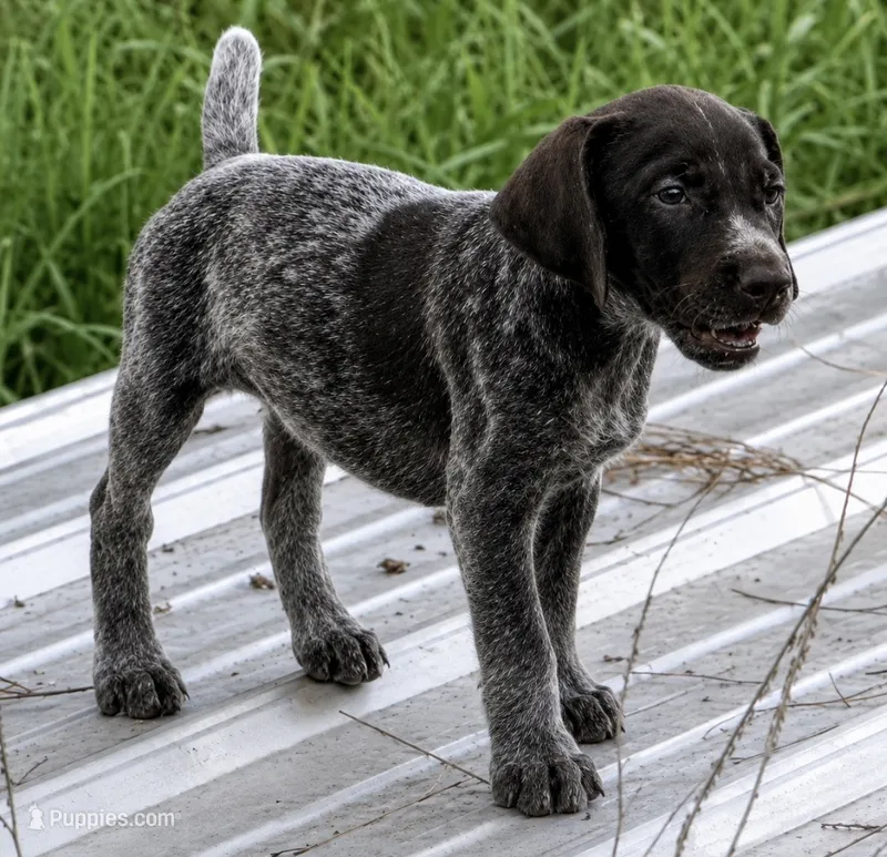 Rugar – German Shorthaired Pointer puppy for sale in Hattiesburg, MS