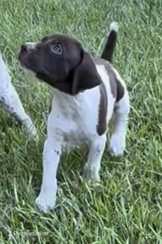 Sue – German Shorthaired Pointer puppy for sale in Hattiesburg, MS