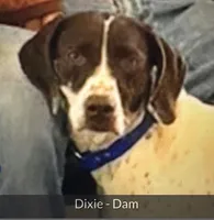 Bob , a male German Shorthaired Pointer for sale in Hattiesburg, MS – 6 of 9