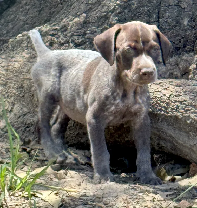 Jim  – German Shorthaired Pointer puppy for sale in Hattiesburg, MS
