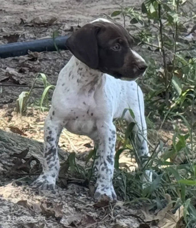 Bob  – German Shorthaired Pointer puppy for sale in Hattiesburg, MS