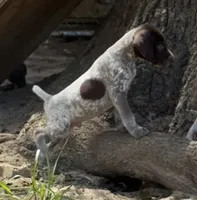 Rugar, a male German Shorthaired Pointer for sale in Hattiesburg, MS – 2 of 9