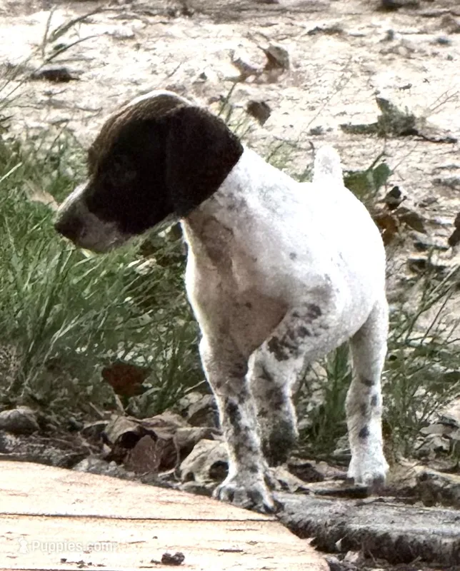 Eve – German Shorthaired Pointer puppy for sale in Hattiesburg, MS