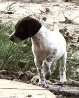 Eve, a female German Shorthaired Pointer for sale in Hattiesburg, MS – 1 of 7