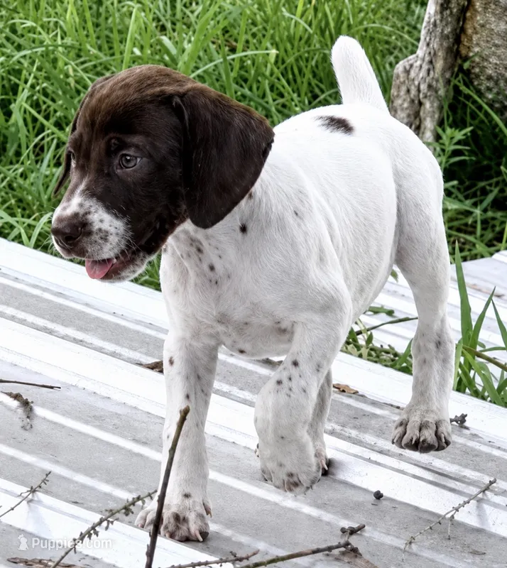 Eve – German Shorthaired Pointer puppy for sale in Hattiesburg, MS