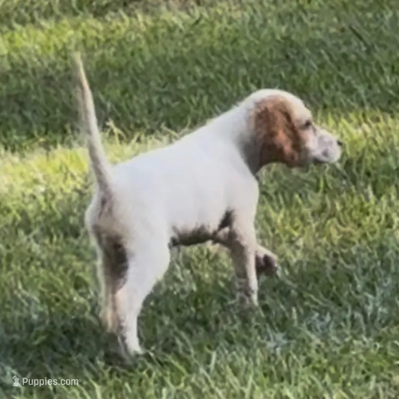 Ace – English Setter puppy for sale in Hattiesburg, MS