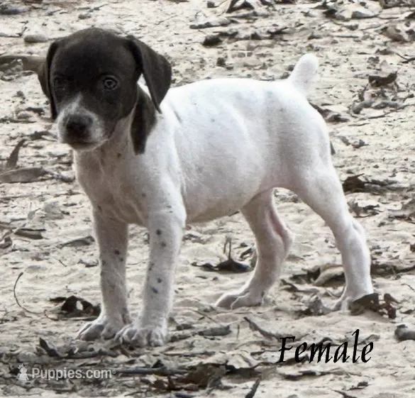 Eve – German Shorthaired Pointer puppy for sale in Hattiesburg, MS