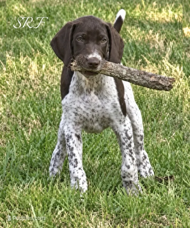 Sue  – German Shorthaired Pointer puppy for sale in Hattiesburg, MS