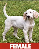 Snowball, a female English Setter for sale in Hattiesburg, MS – 1 of 5