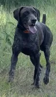 Eve, a female German Shorthaired Pointer for sale in Hattiesburg, MS – 2 of 7