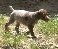 Jim , a male German Shorthaired Pointer for sale in Hattiesburg, MS – 2 of 8