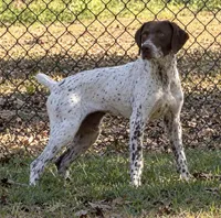 Bud, a male German Shorthaired Pointer for sale in Hattiesburg, MS – 1 of 9