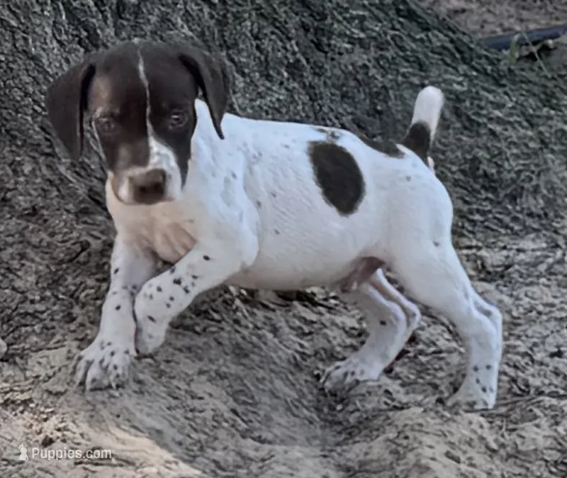 Rowdy – German Shorthaired Pointer puppy for sale in Hattiesburg, MS