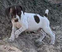 Rowdy, a male German Shorthaired Pointer for sale in Hattiesburg, MS – 1 of 9
