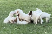 Bell, a female English Setter for sale in Hattiesburg, MS – 3 of 6