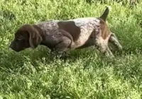Sako, a female German Shorthaired Pointer for sale in Hattiesburg, MS – Photo 3 of 4