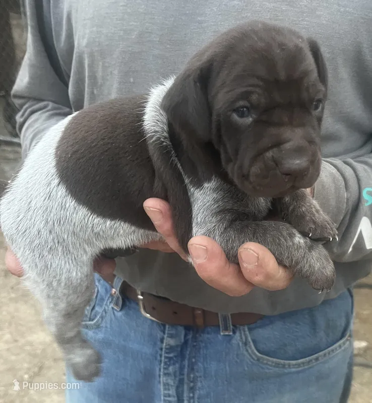 Sako, a female German Shorthaired Pointer for sale in Hattiesburg, MS – Photo 1 of 2