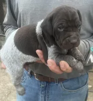 Sako, a female German Shorthaired Pointer for sale in Hattiesburg, MS – Photo 1 of 2