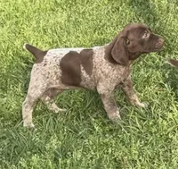 Sako, a female German Shorthaired Pointer for sale in Hattiesburg, MS – Photo 2 of 4