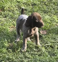 Sako, a female German Shorthaired Pointer for sale in Hattiesburg, MS – Photo 4 of 4