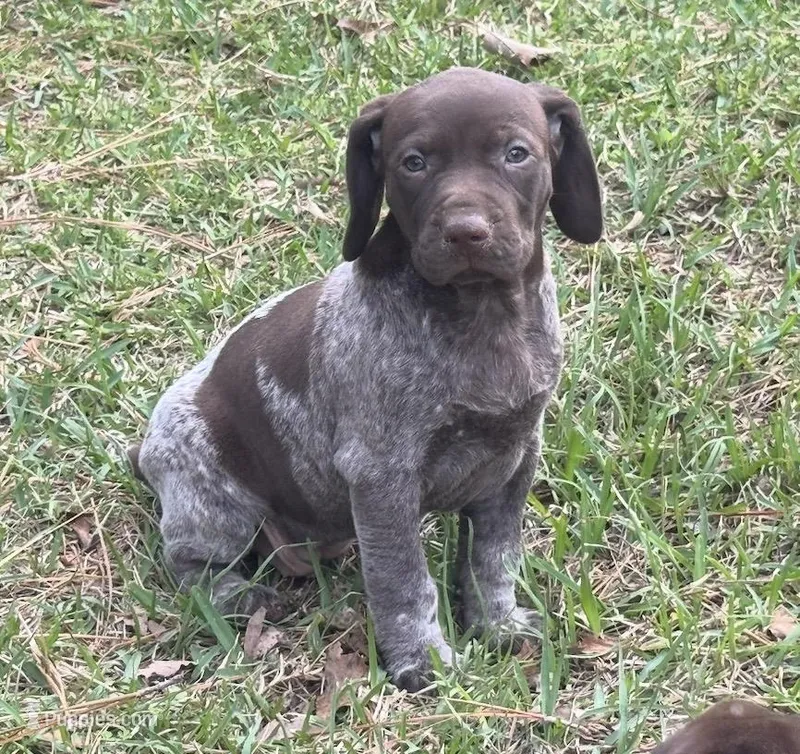 Sako – German Shorthaired Pointer puppy for sale in Hattiesburg, MS
