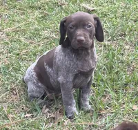 Sako, a female German Shorthaired Pointer for sale in Hattiesburg, MS – Photo 1 of 4