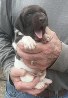 Sako, a female German Shorthaired Pointer for sale in Hattiesburg, MS – Photo 2 of 2