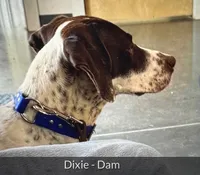 Rowdy, a male German Shorthaired Pointer for sale in Hattiesburg, MS – 7 of 9