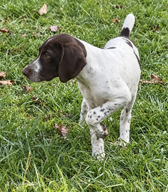 Rowdy – German Shorthaired Pointer puppy for sale in Hattiesburg, MS