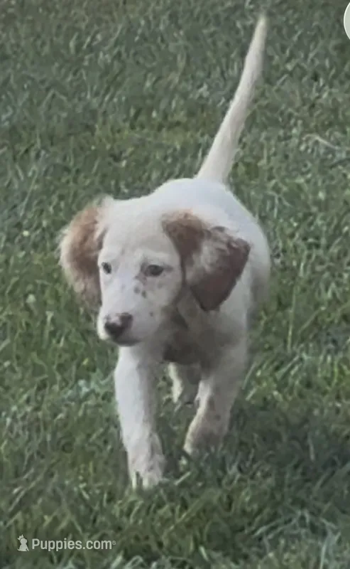 Bell – English Setter puppy for sale in Hattiesburg, MS