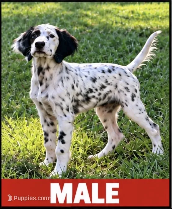 Smokey – English Setter puppy for sale in Hattiesburg, MS