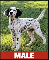 Smokey, a male English Setter for sale in Hattiesburg, MS – 1 of 5