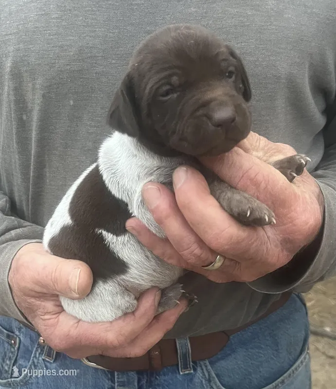 Cash, a male German Shorthaired Pointer for sale in Hattiesburg, MS – Photo 1 of 2