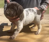 Jack, a male German Shorthaired Pointer for sale in Hattiesburg, MS – Photo 3 of 3